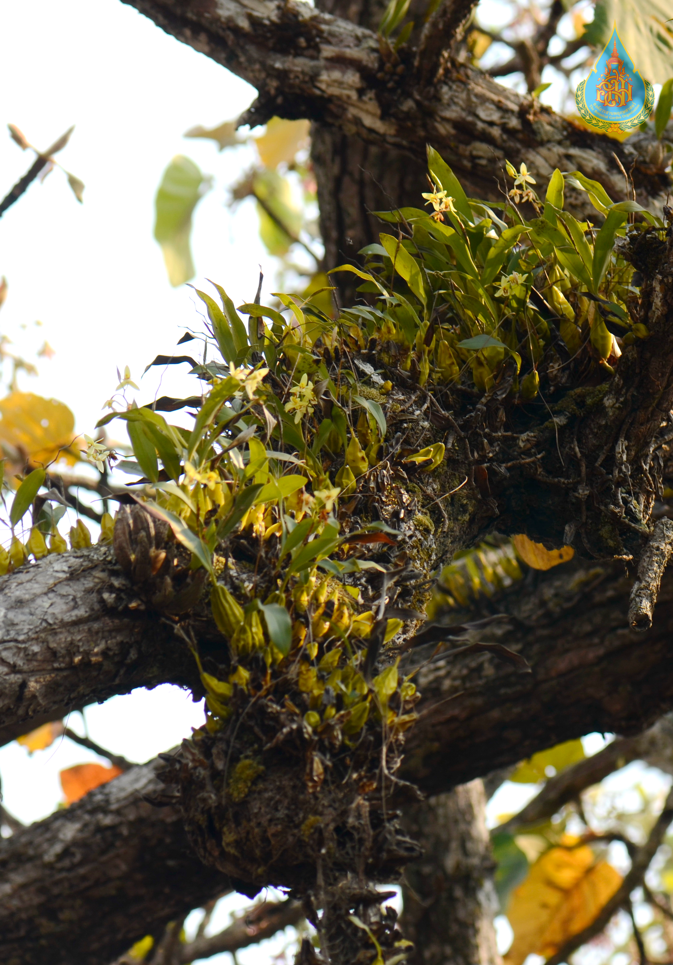 เอื้องเทียนตะนาวศรี Coelogyne tenasserimensis Seidenf.<br/>ORCHIDACEAE
